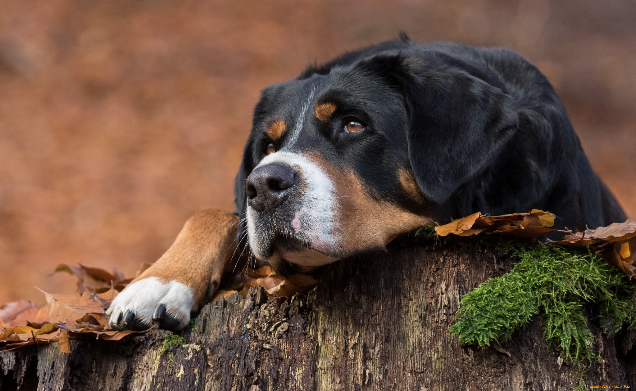 собака, животные, собаки