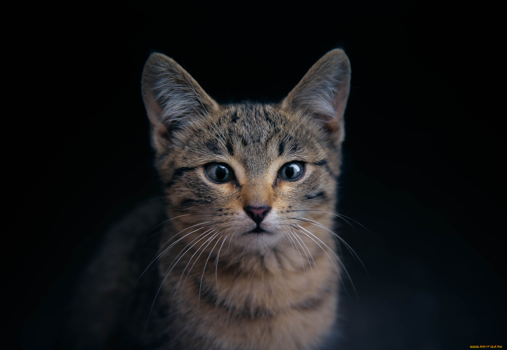 кот, животные, коты