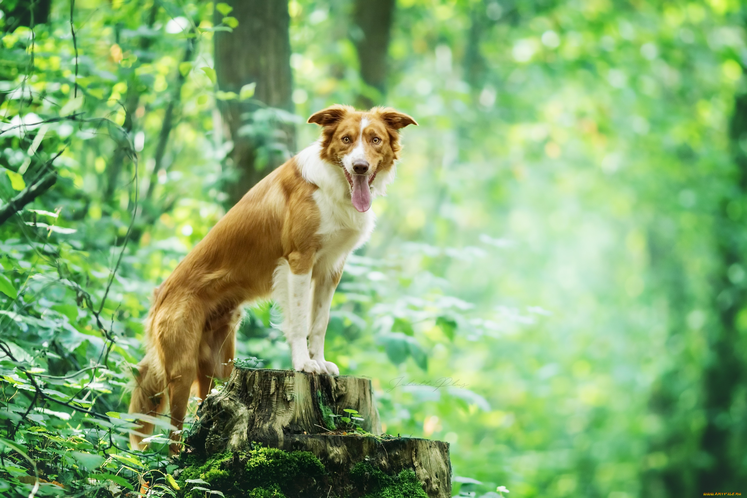 собака, животные, собаки