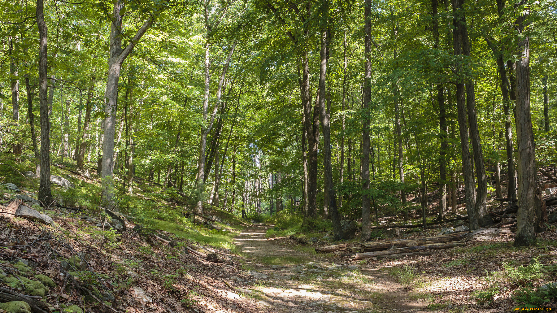 природа, дороги, простор