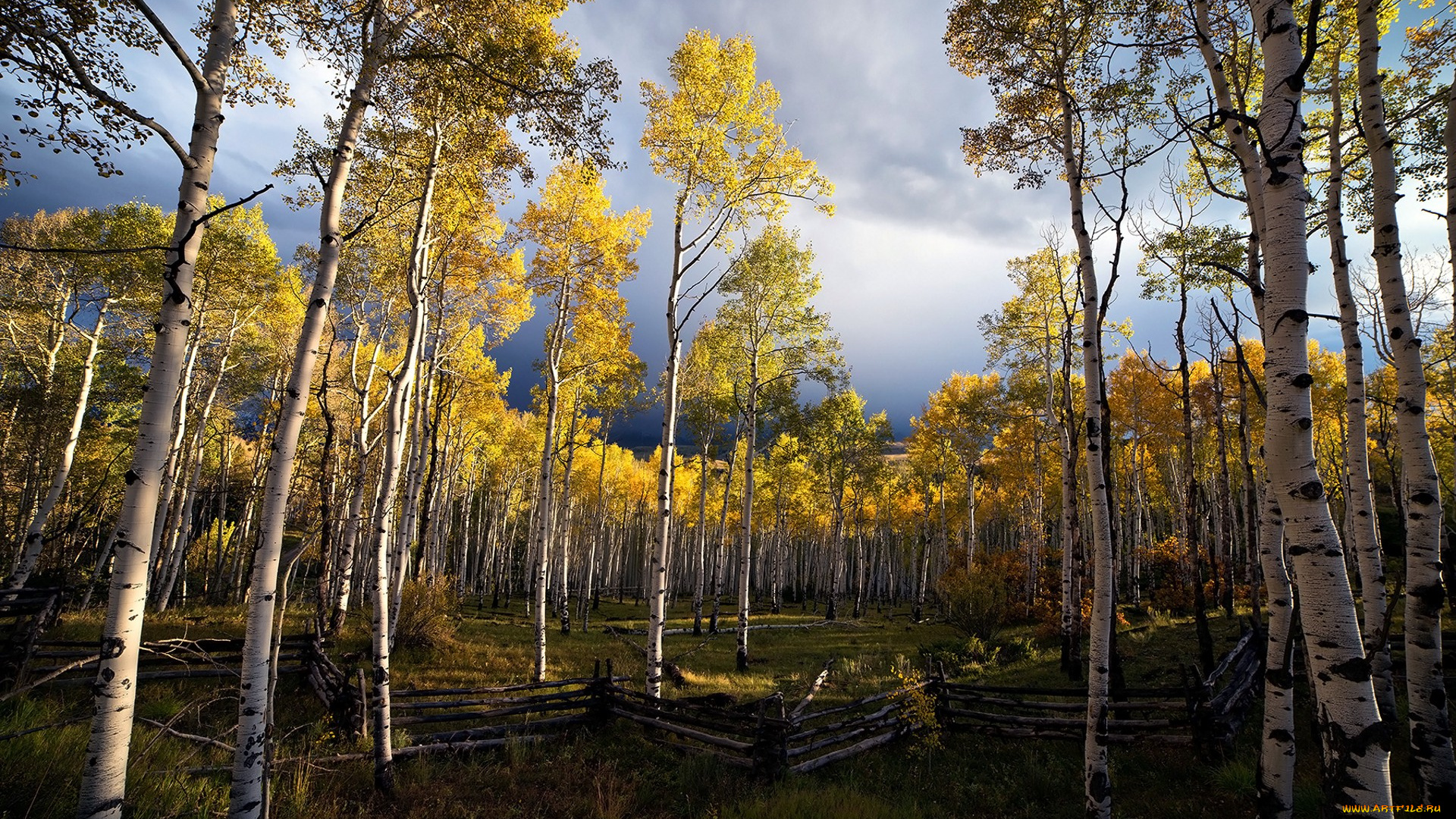 природа, лес, простор