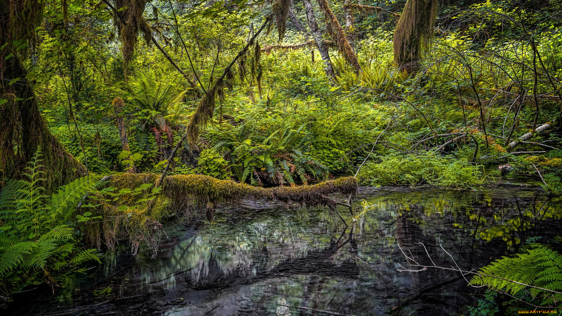 природа, лес, простор