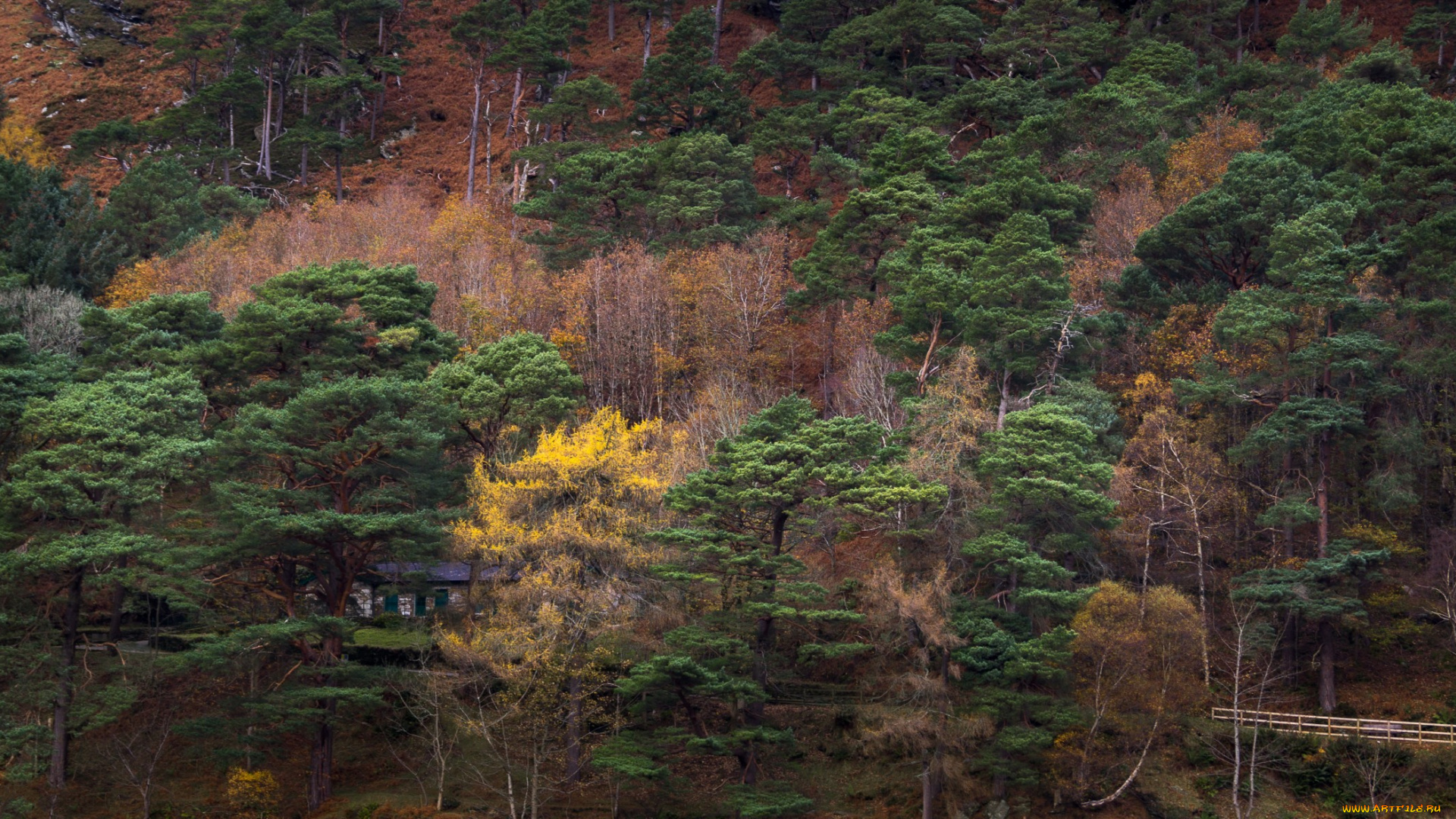 природа, лес, простор