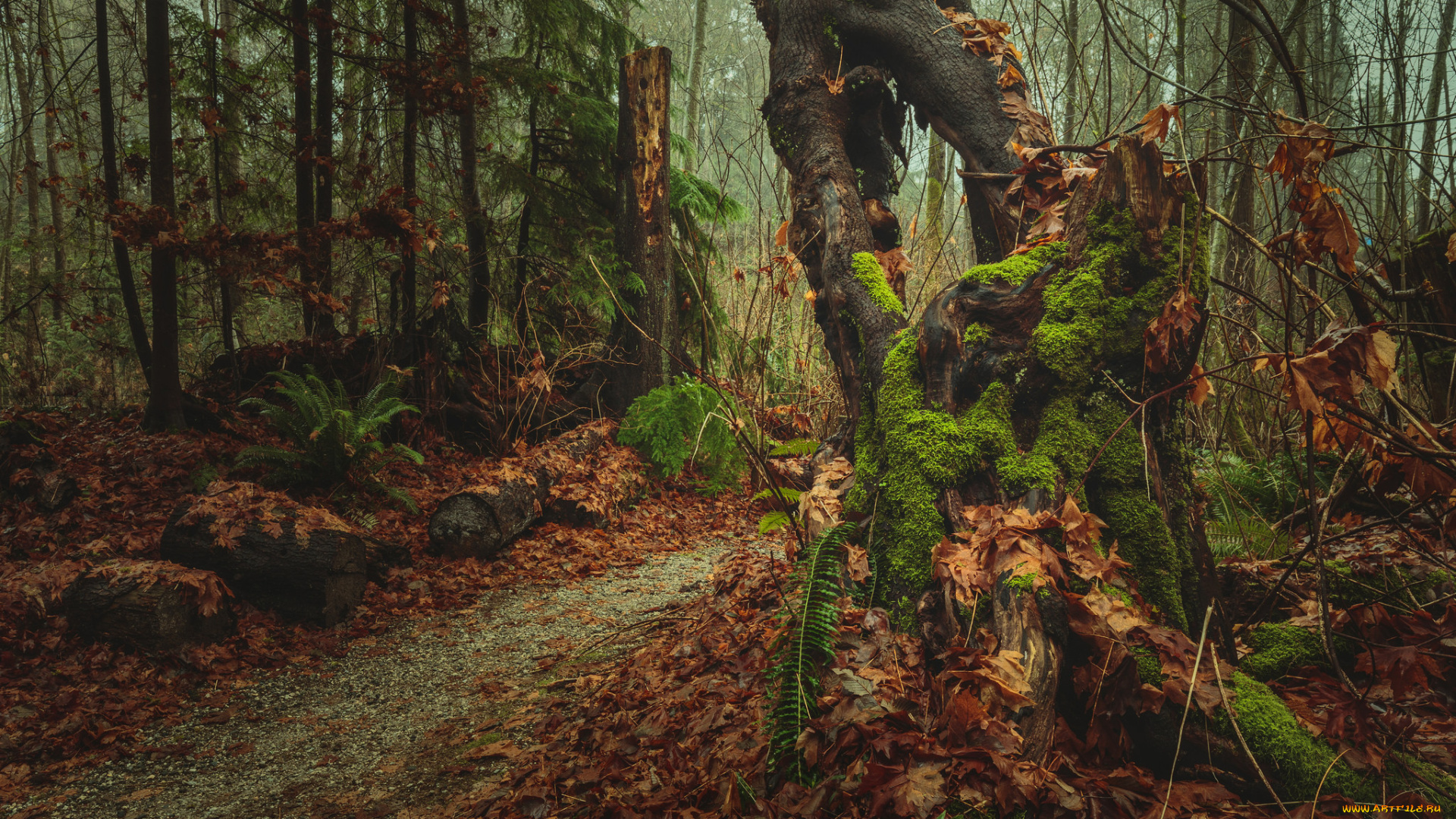 природа, лес, простор