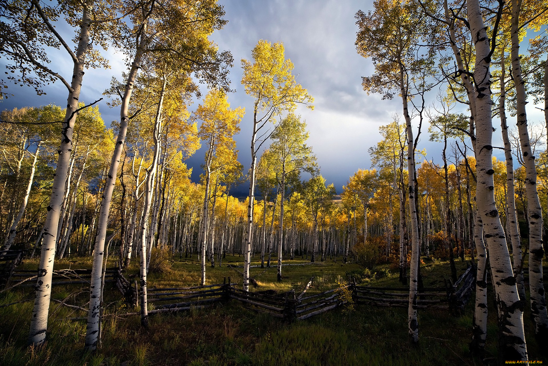 природа, лес, простор