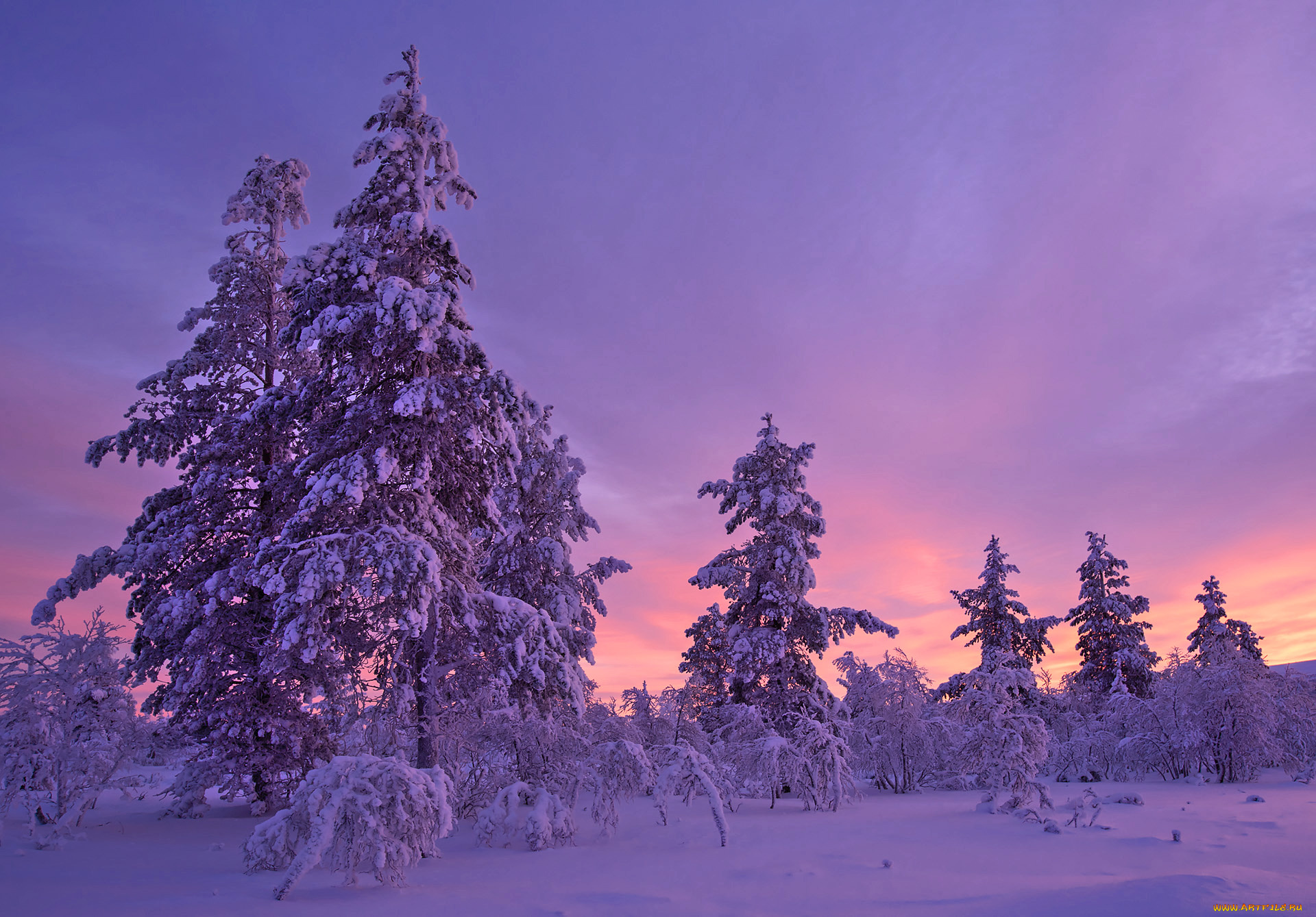 природа, зима, деревья, закат, снег