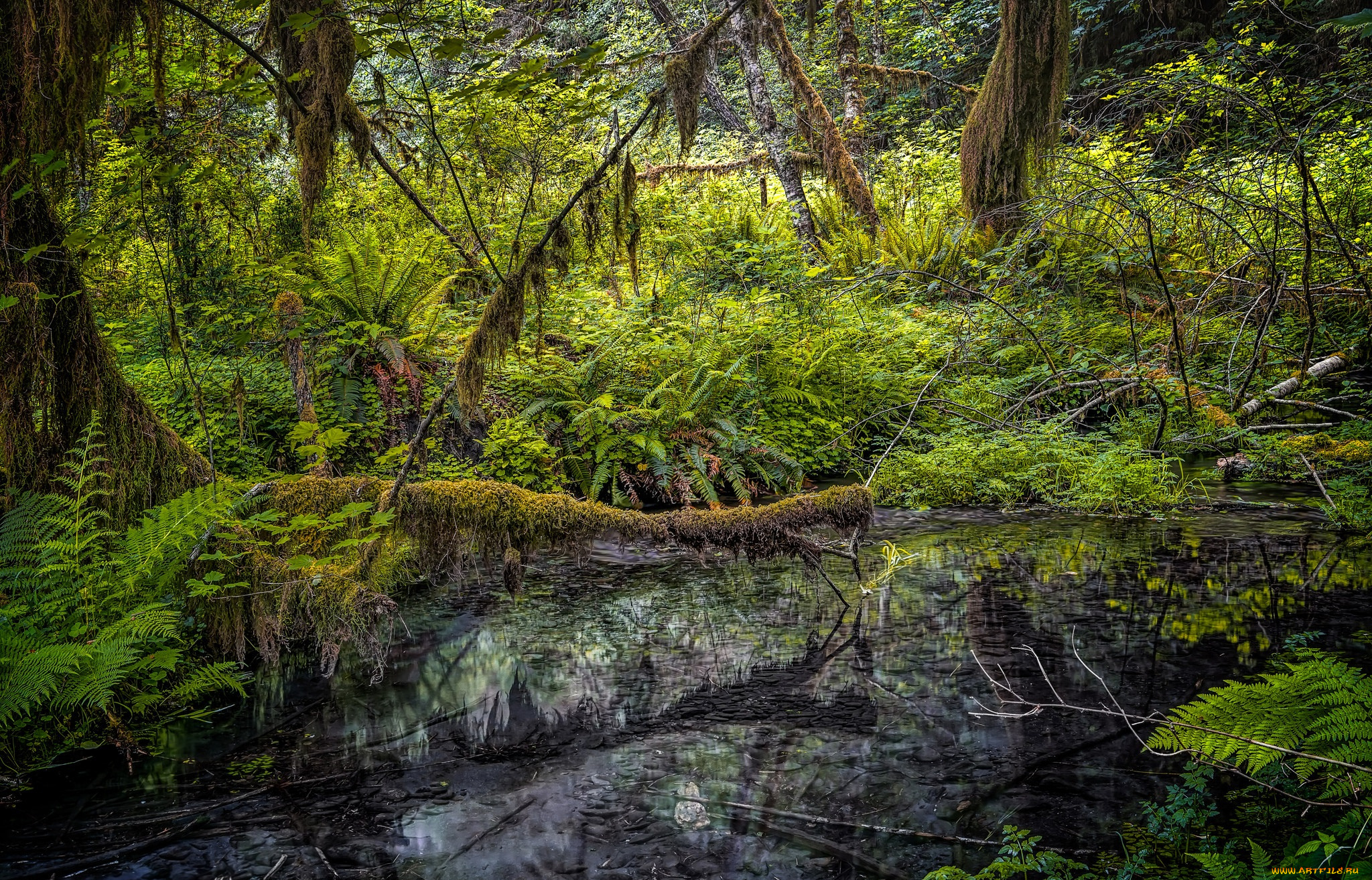 природа, лес, простор