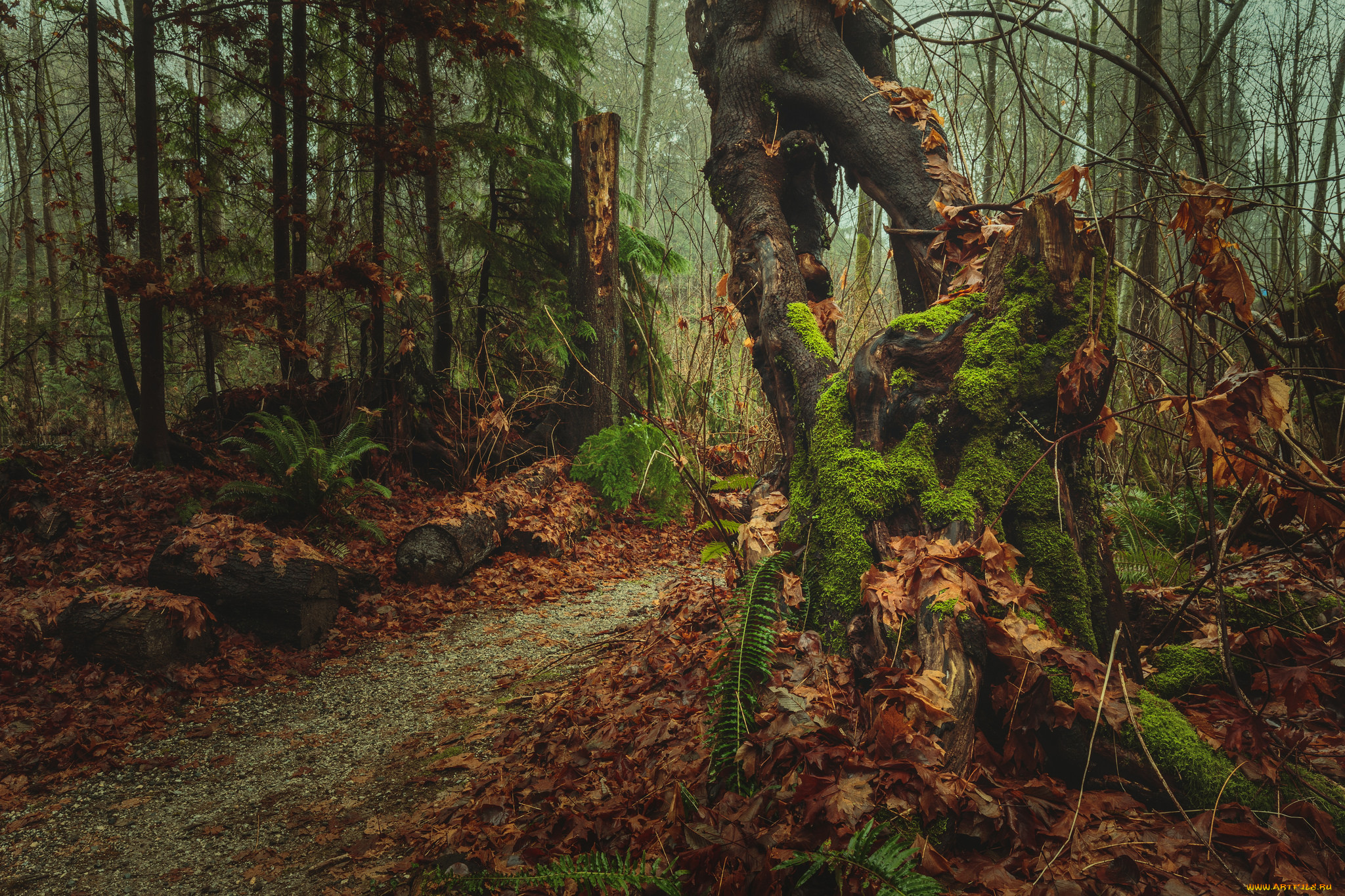 природа, лес, простор