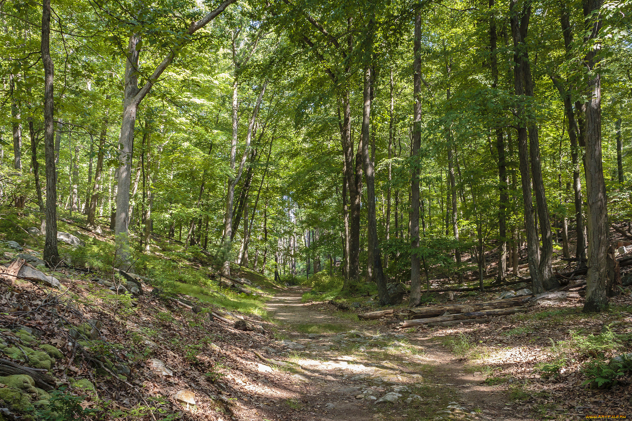 природа, дороги, простор