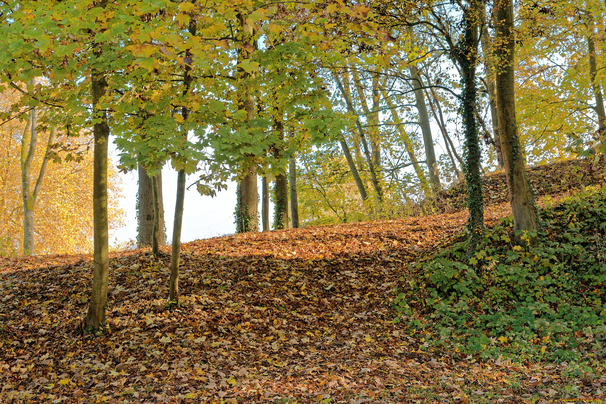 природа, лес, простор