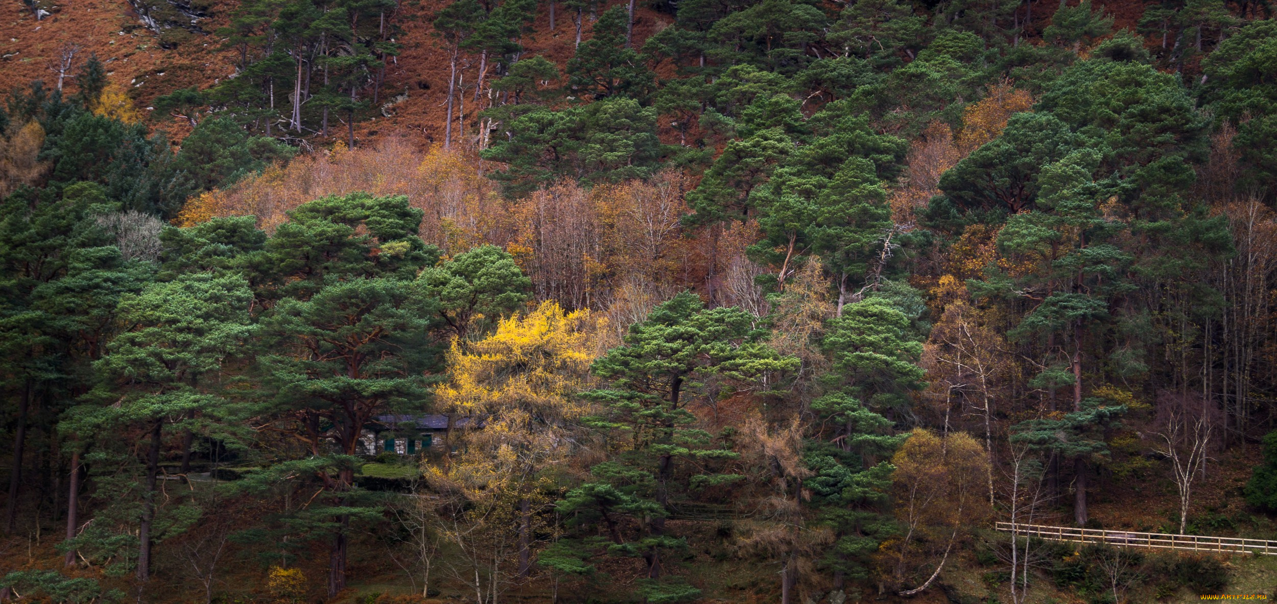 природа, лес, простор