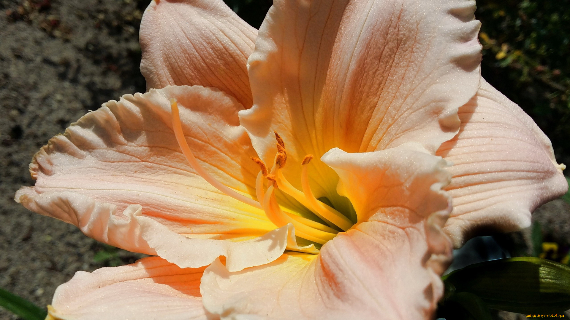 цветы, лилии, , лилейники, лилейник, макро