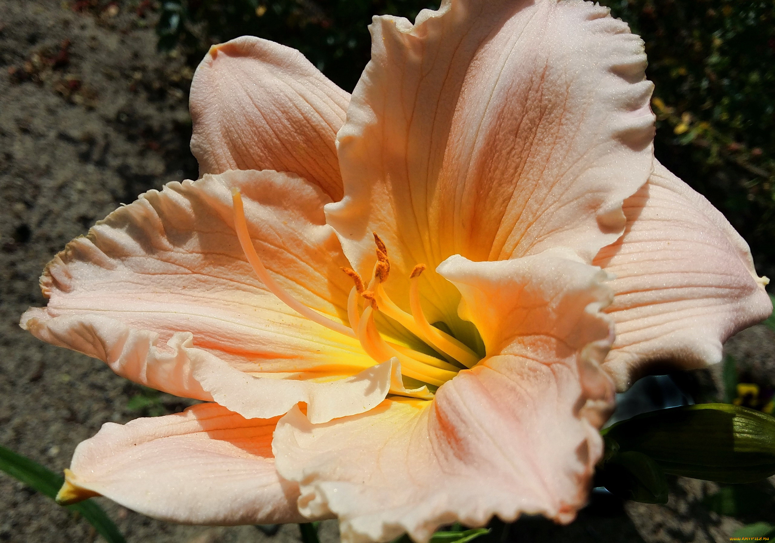 цветы, лилии, , лилейники, лилейник, макро