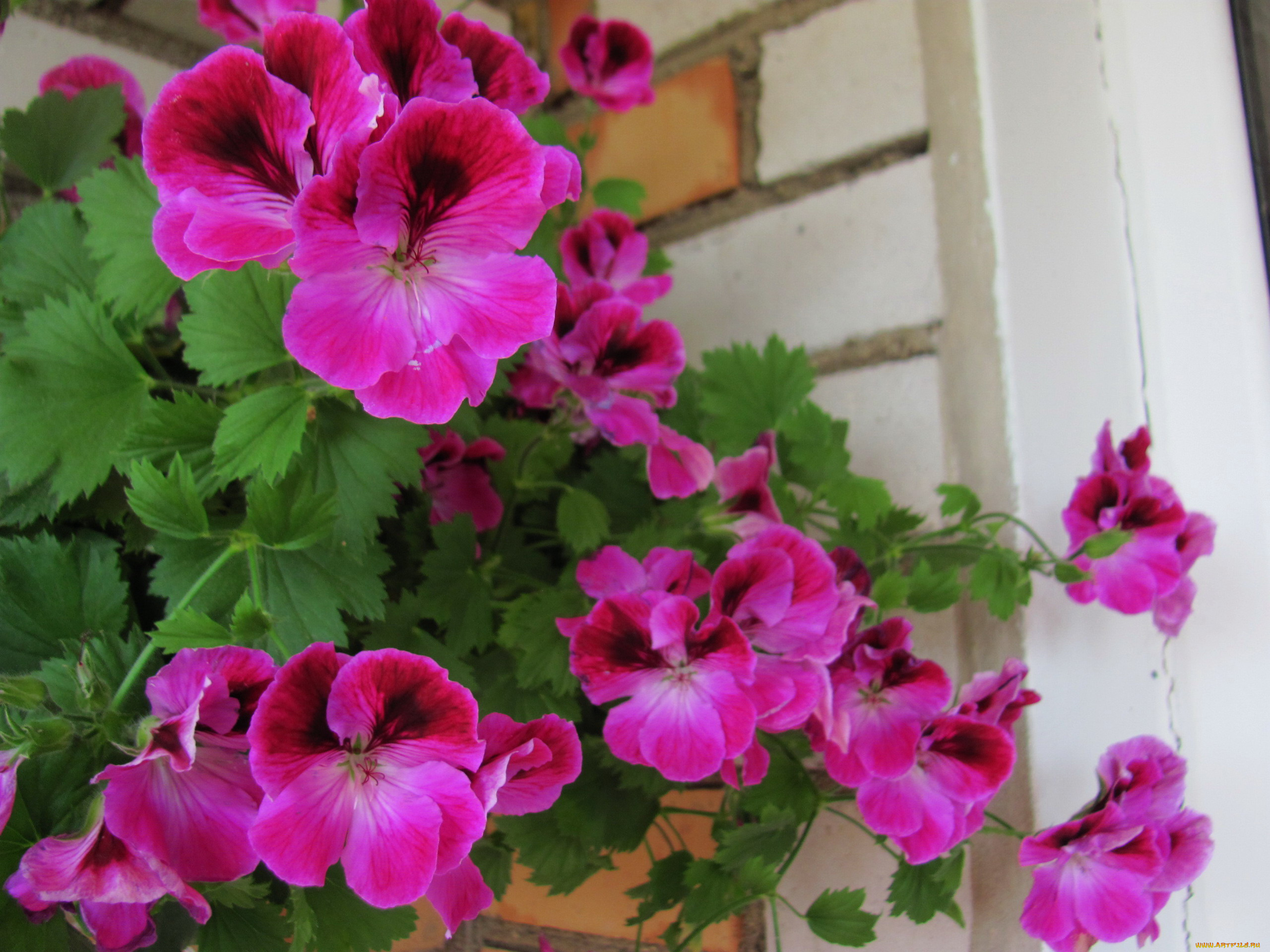 цветы, герань, розовая