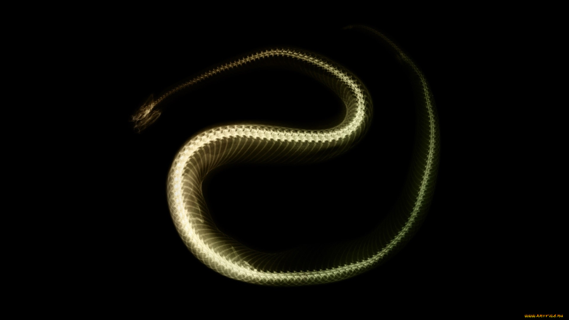 разное, кости, , рентген, змея