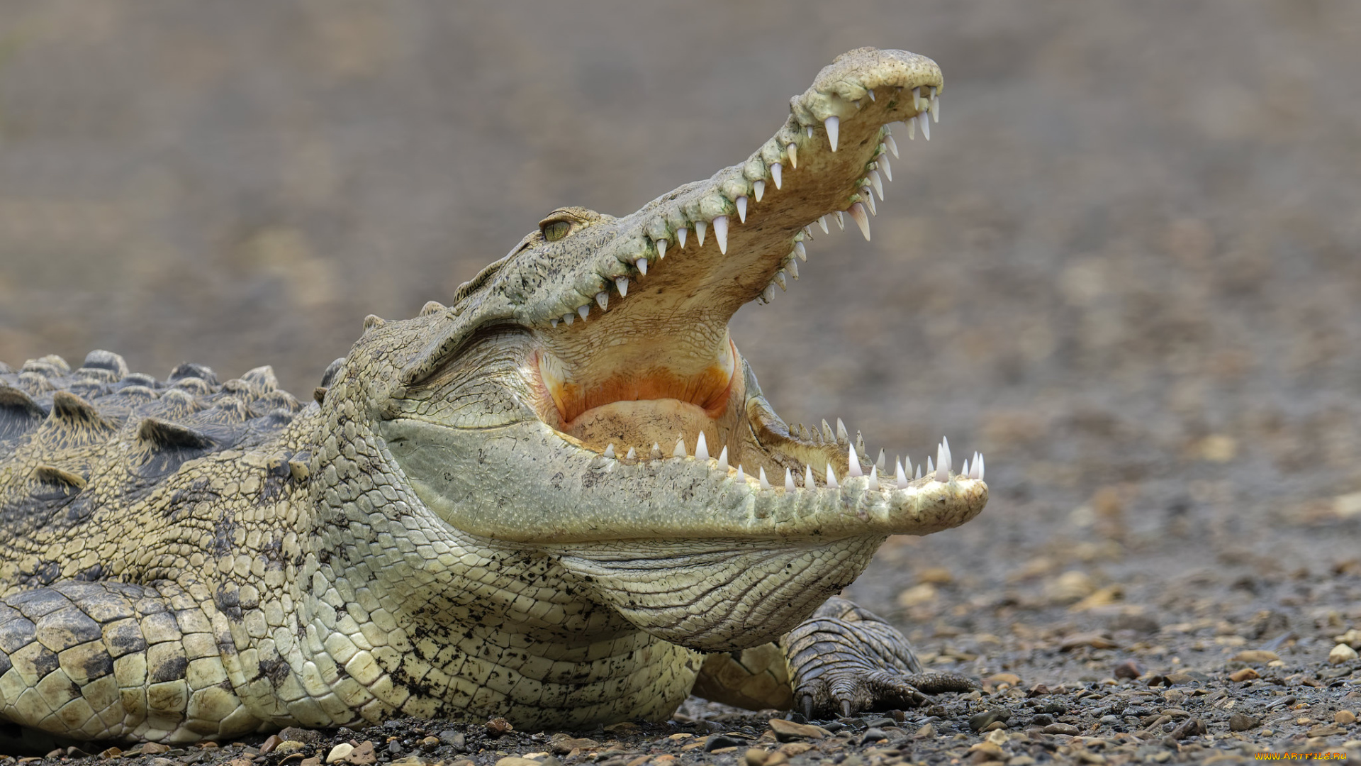 животные, крокодилы, крокодил