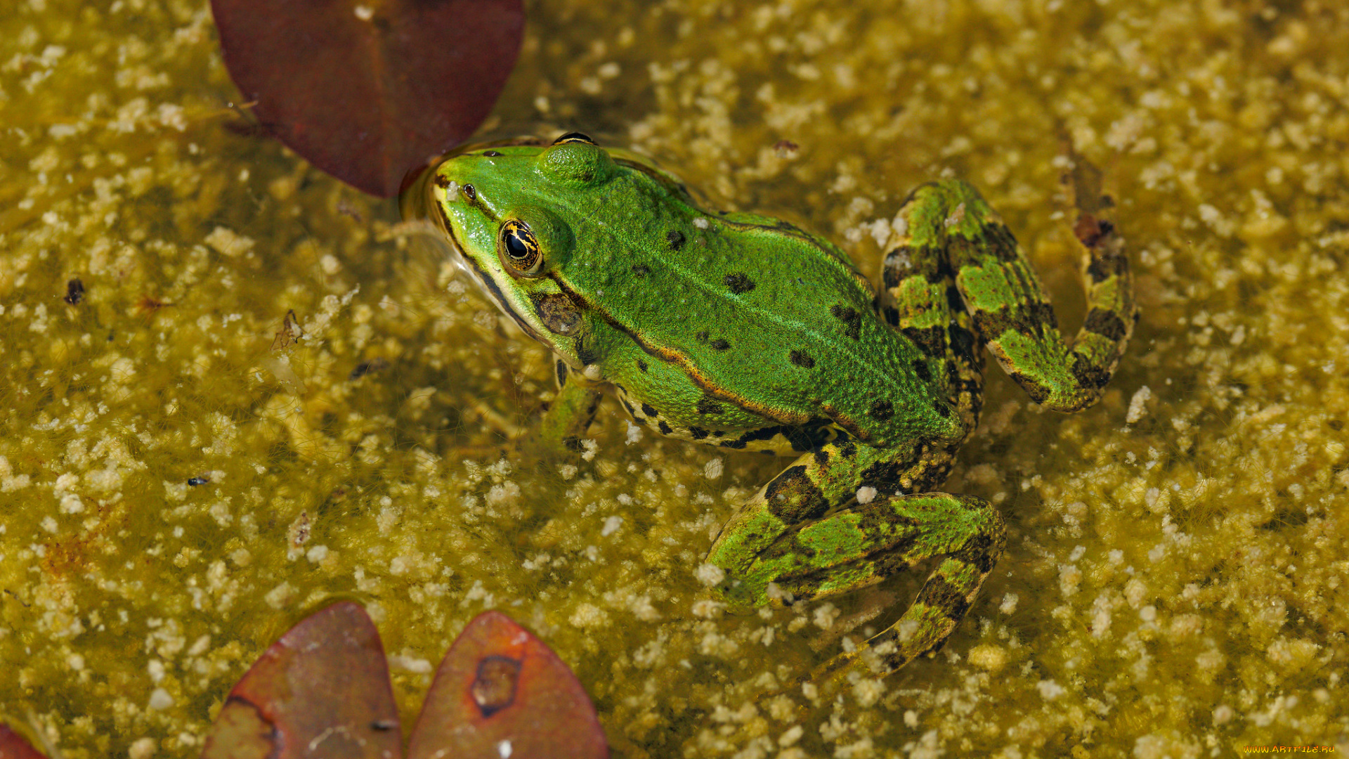 животные, лягушки, лягушка
