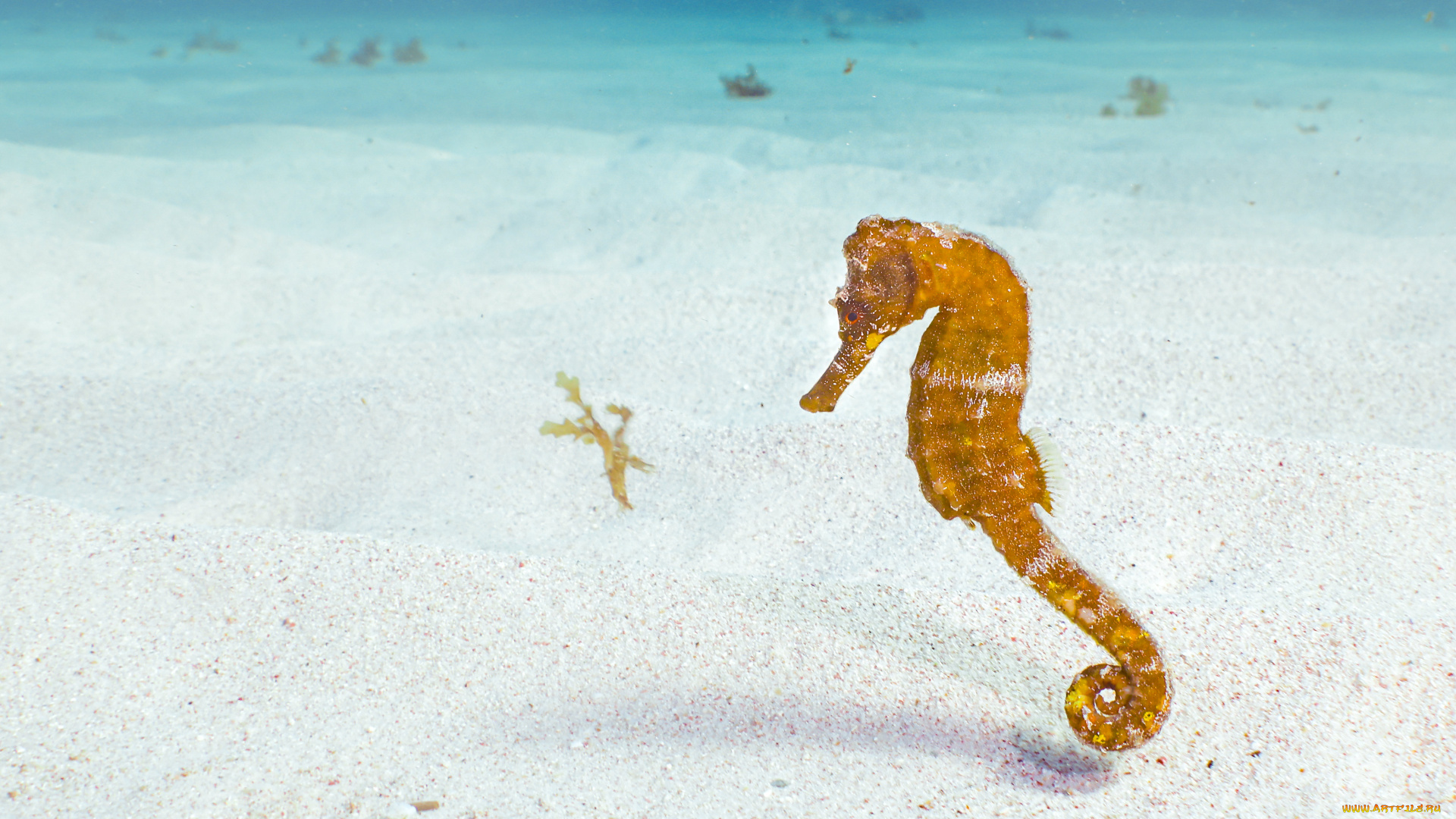 животные, морская, фауна, морской, конек