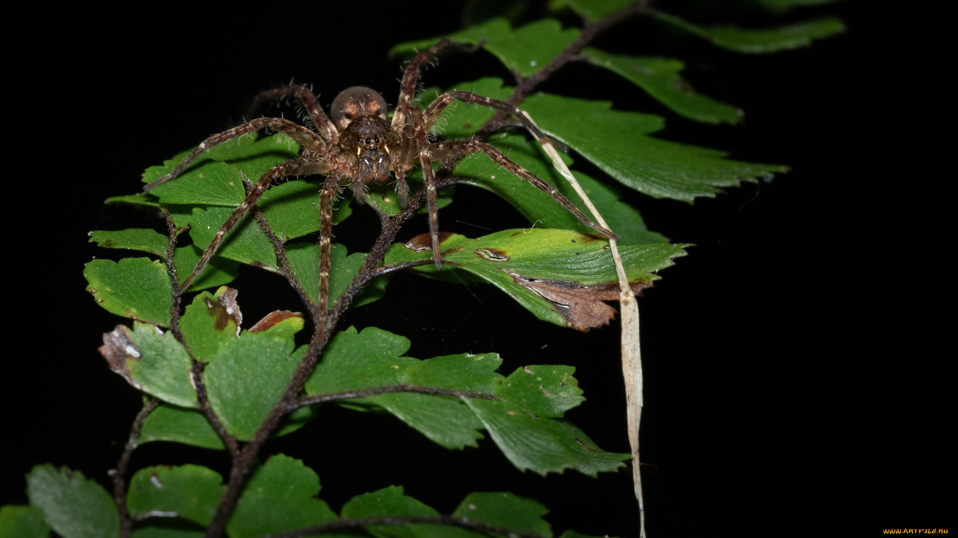 животные, пауки, паук
