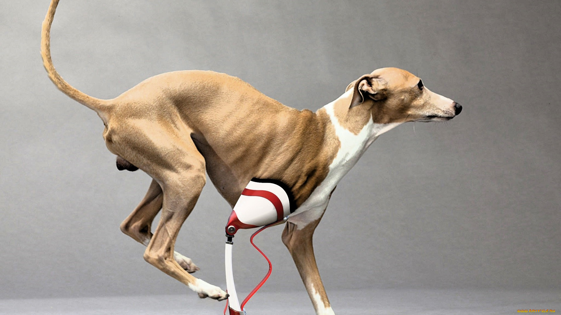 животные, собаки, собака, инвалид, протез, лапа