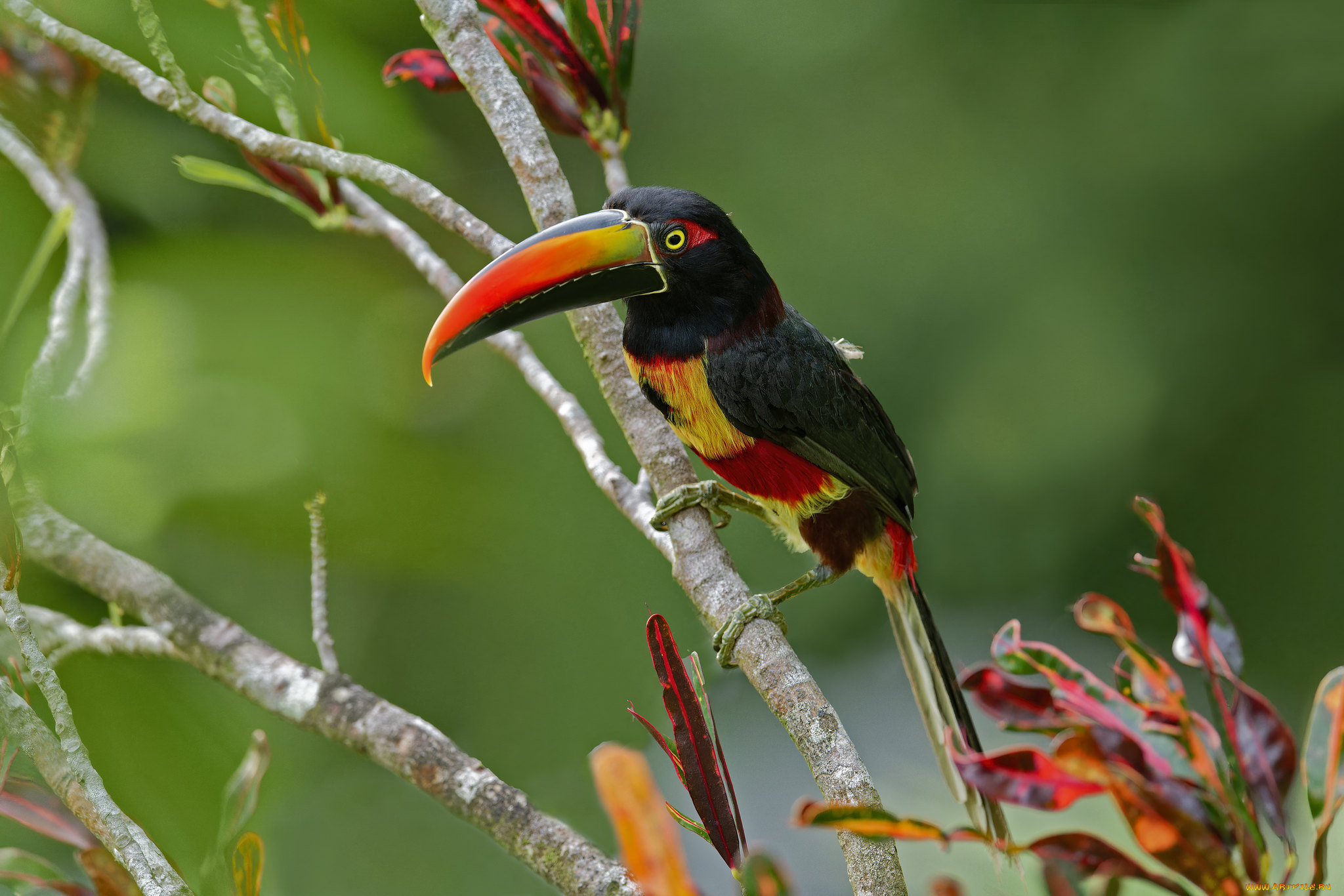 животные, туканы, тукан