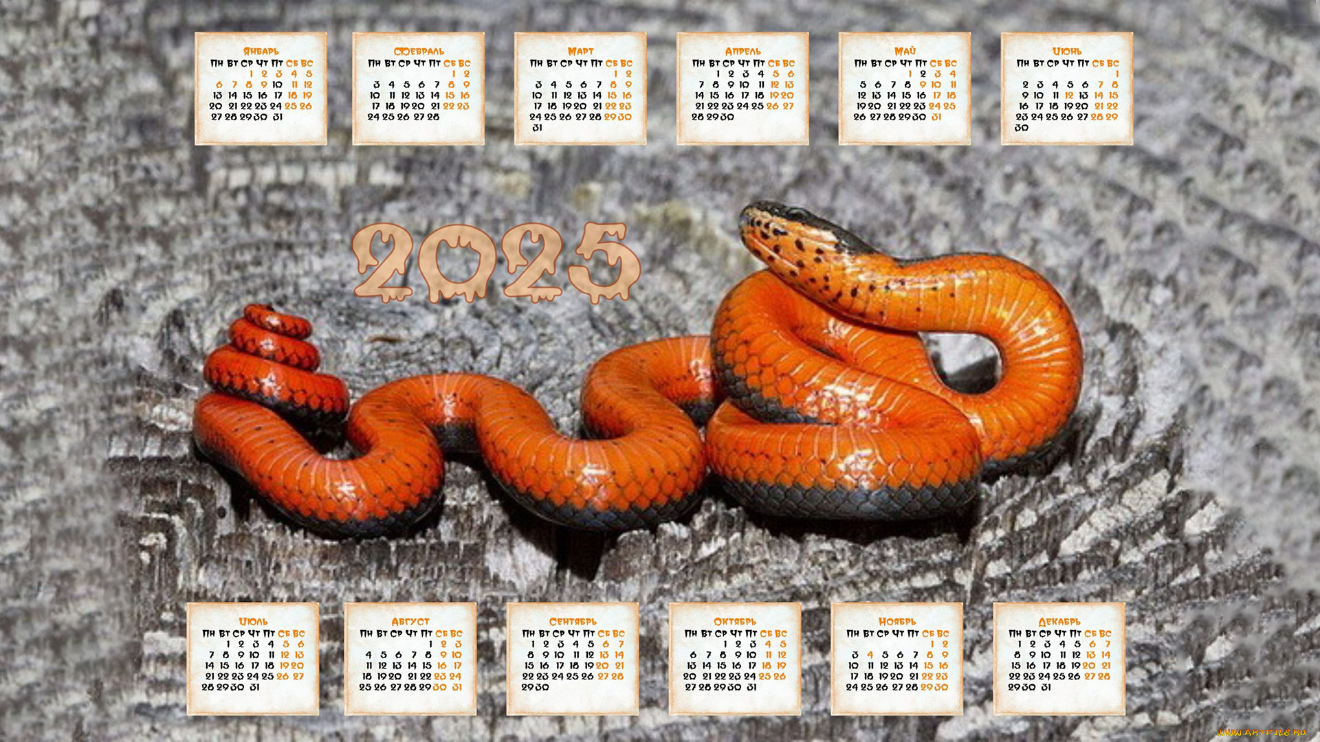 календари, животные, год, змеи, 2025