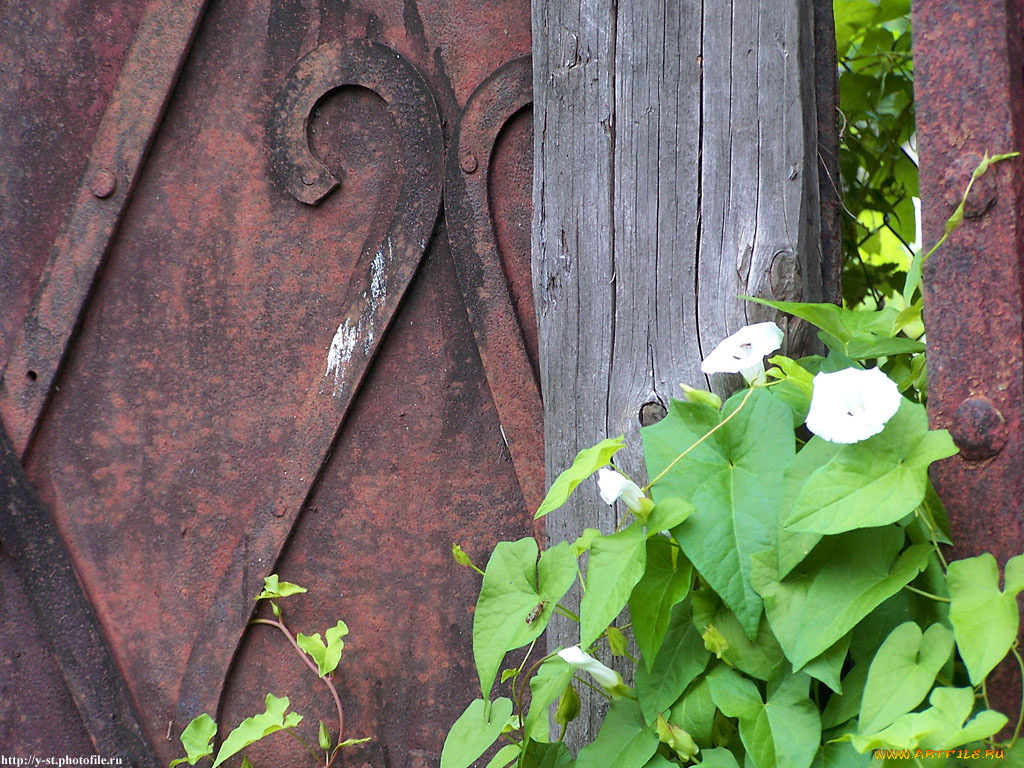 мышкин, народный, музей, цветы, вьюнки, ипомеи