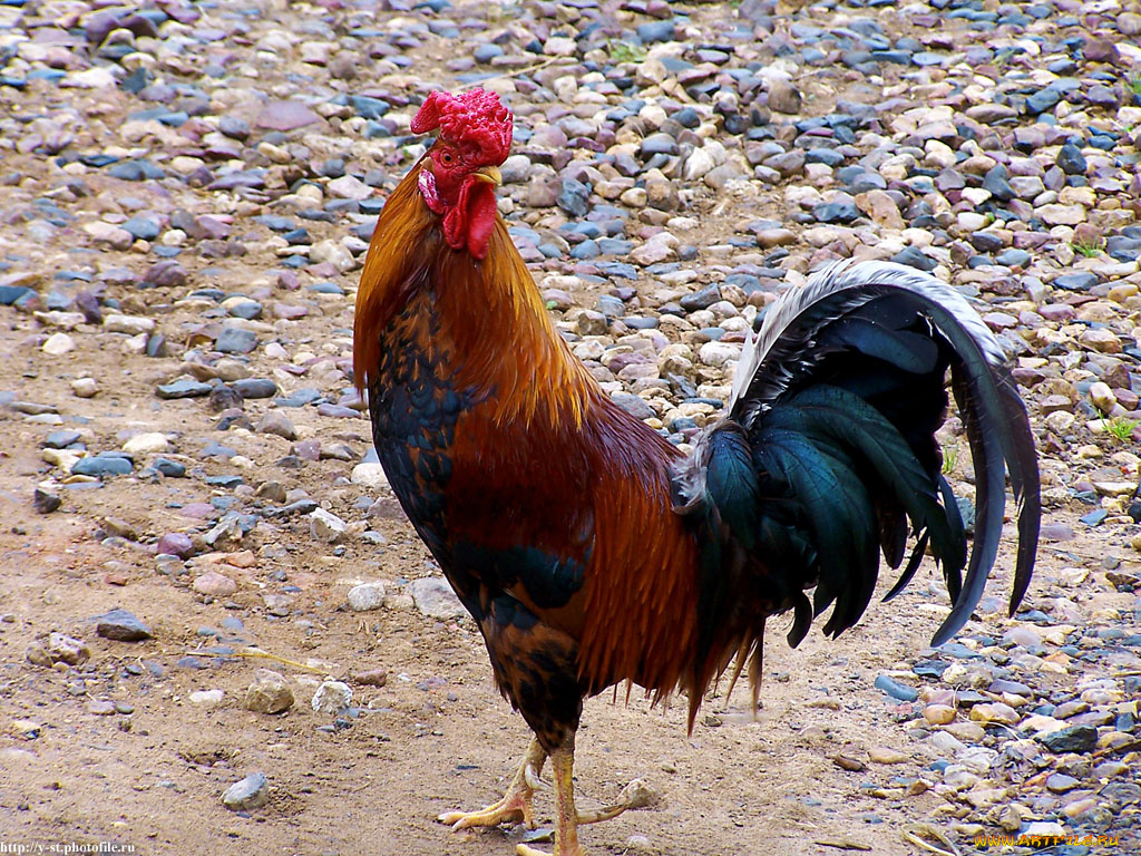 петух, животные, куры, петухи