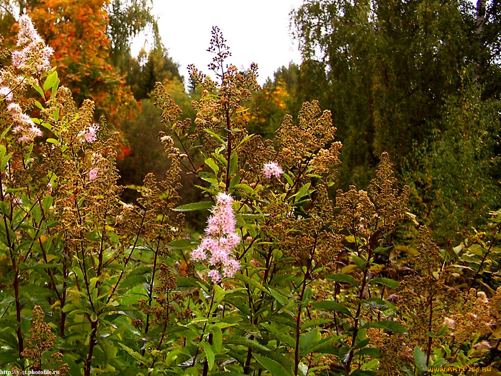 плес, левитановская, осень, цветы