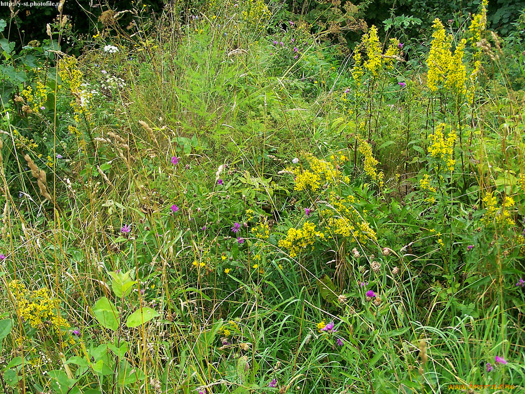 полевые, цветы, луговые