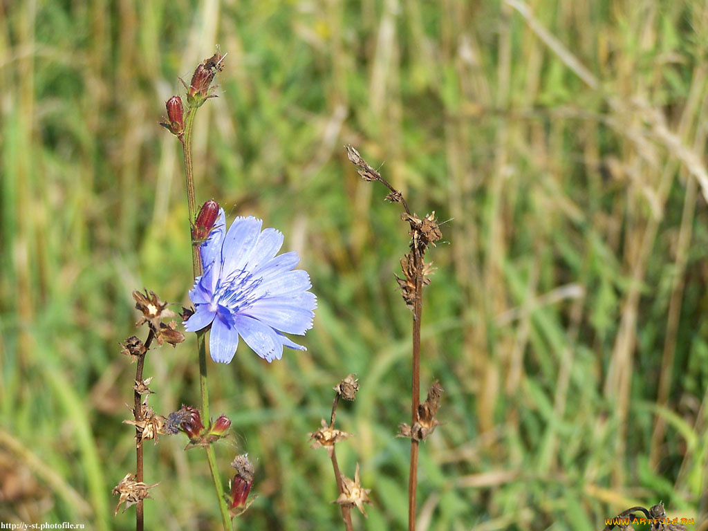 скромное, очарование, цветы, луговые, полевые