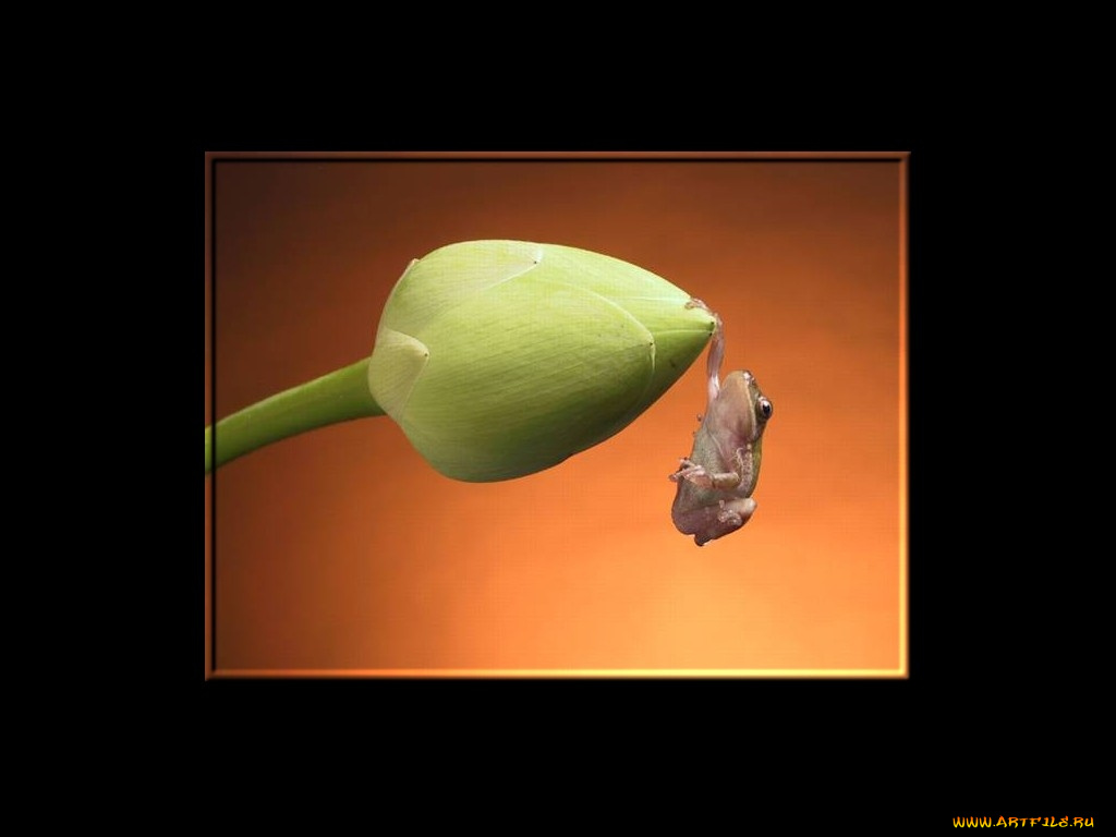 животные, лягушки