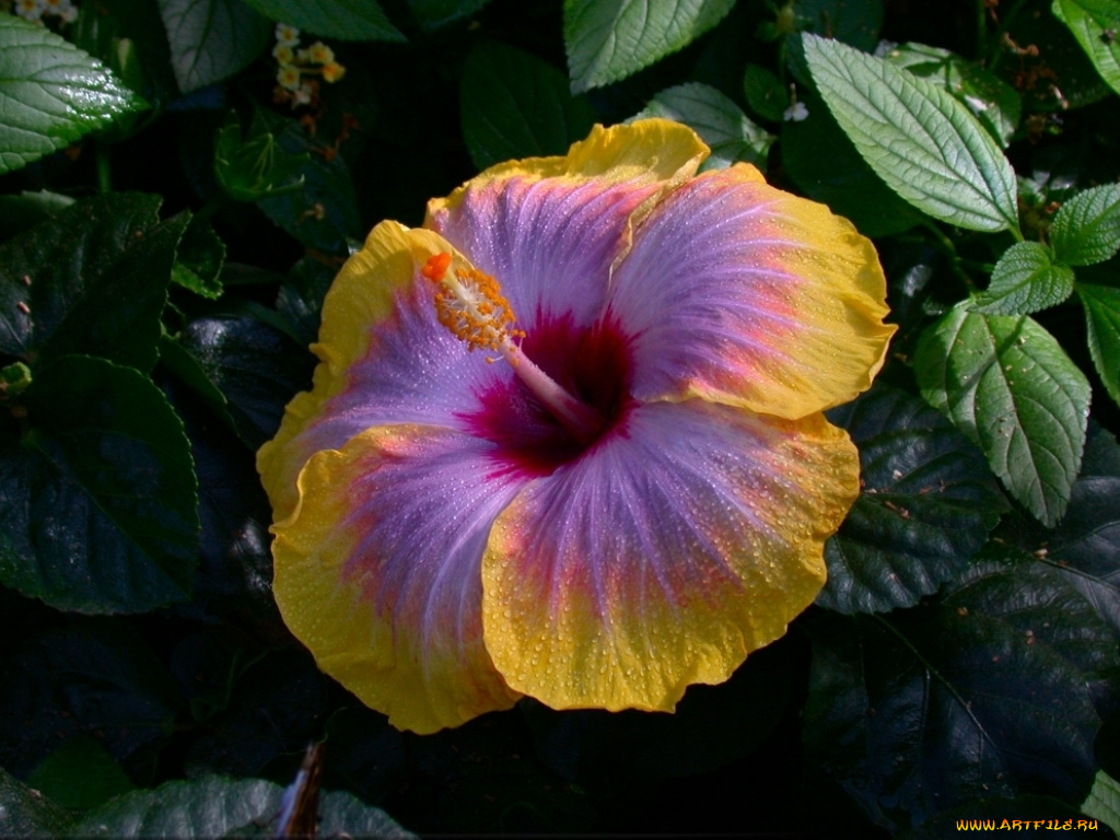 цветы, гибискусы