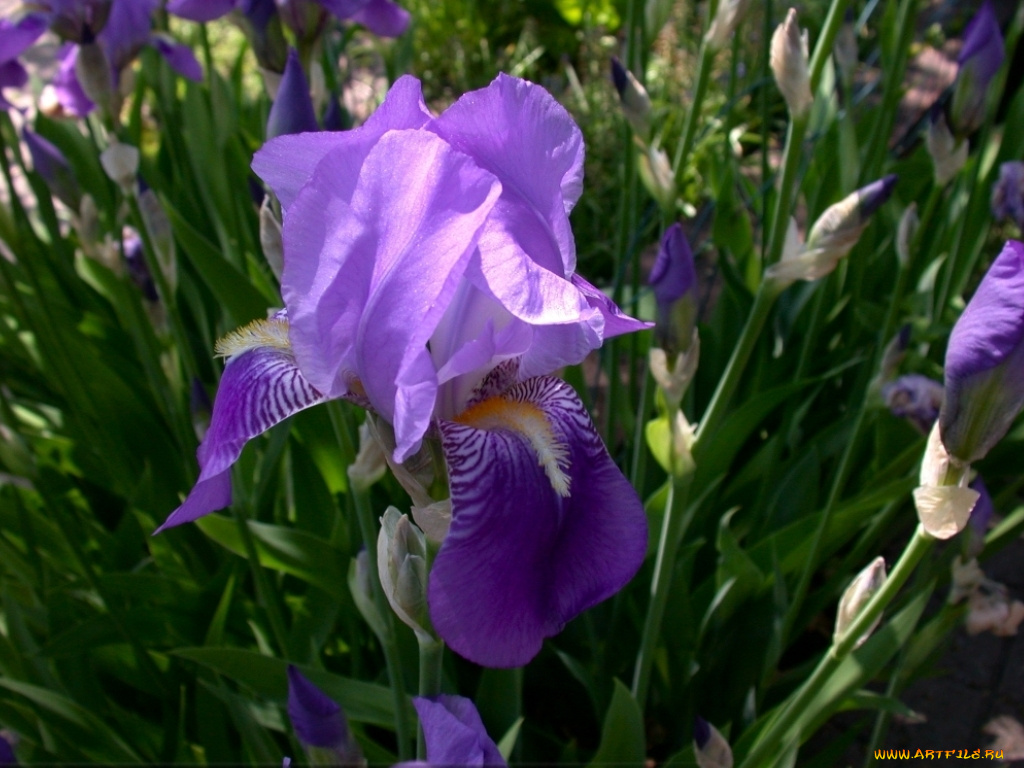 цветы, ирисы