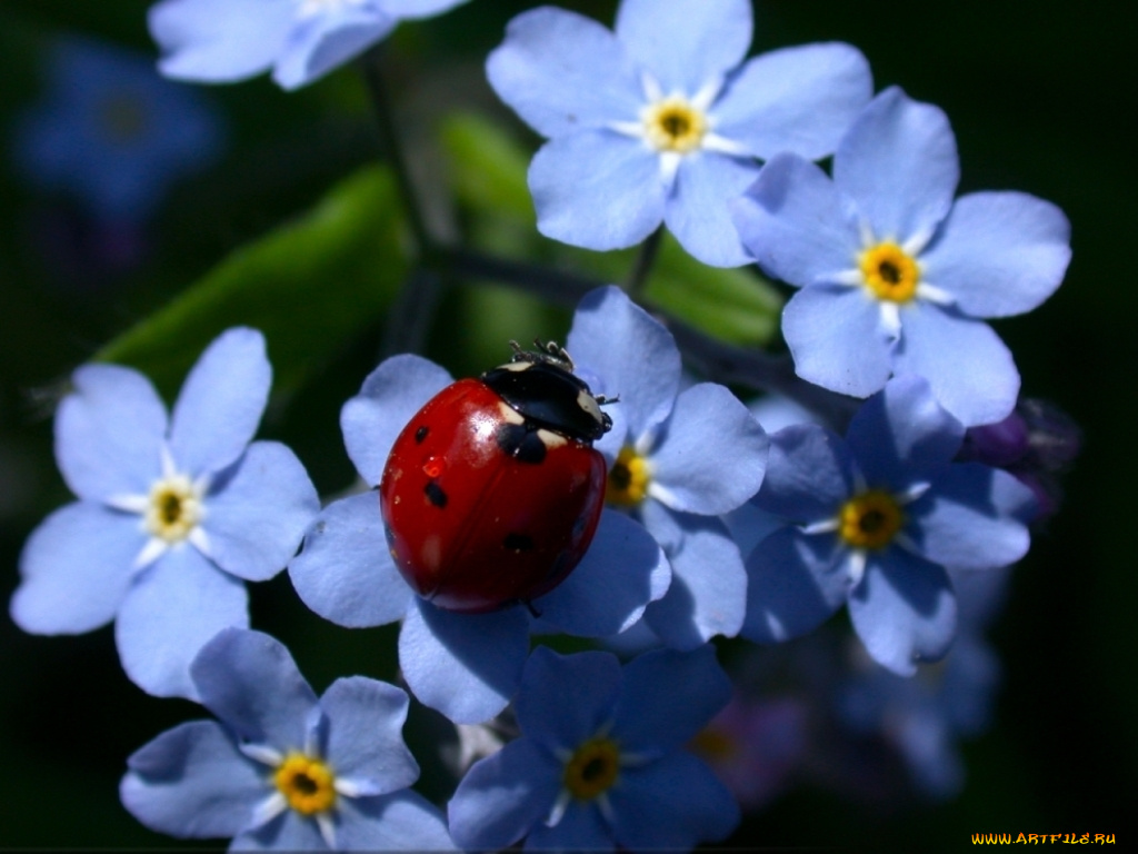 цветы, незабудки