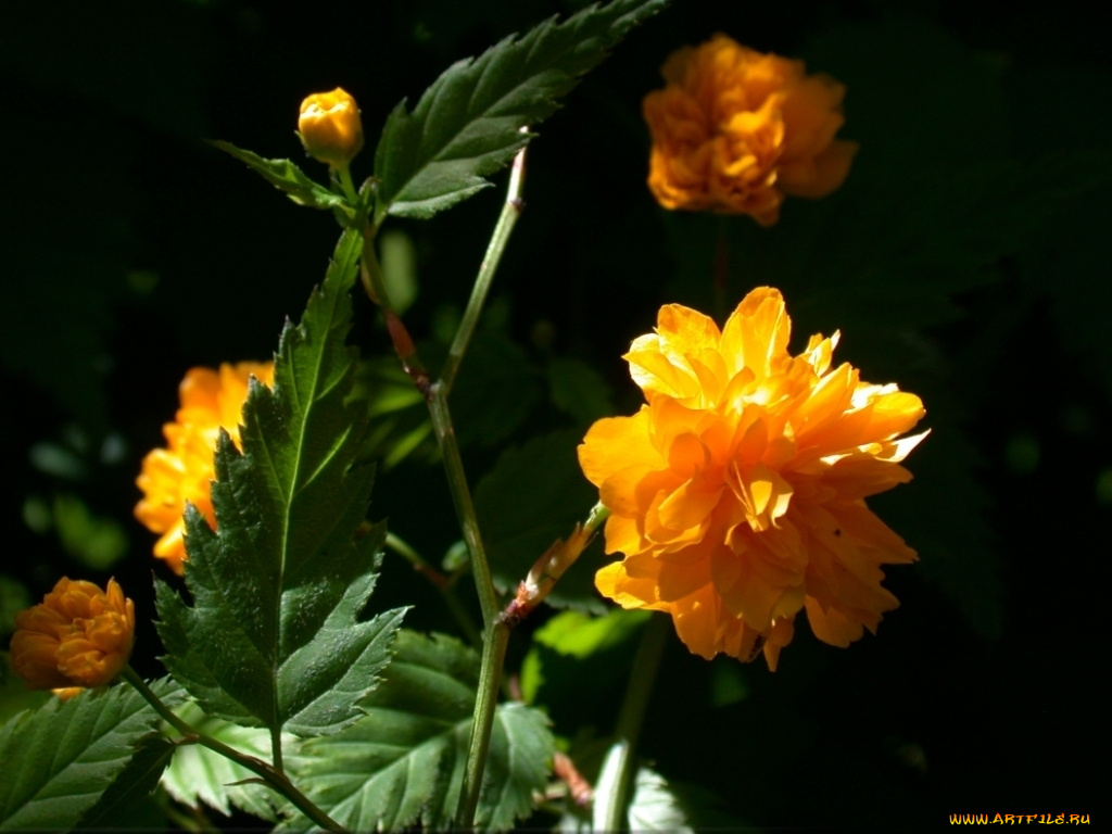 цветы, рудбекия