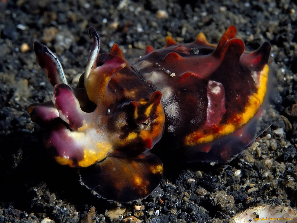 flamboyant, cuttlefish, животные, морская, фауна