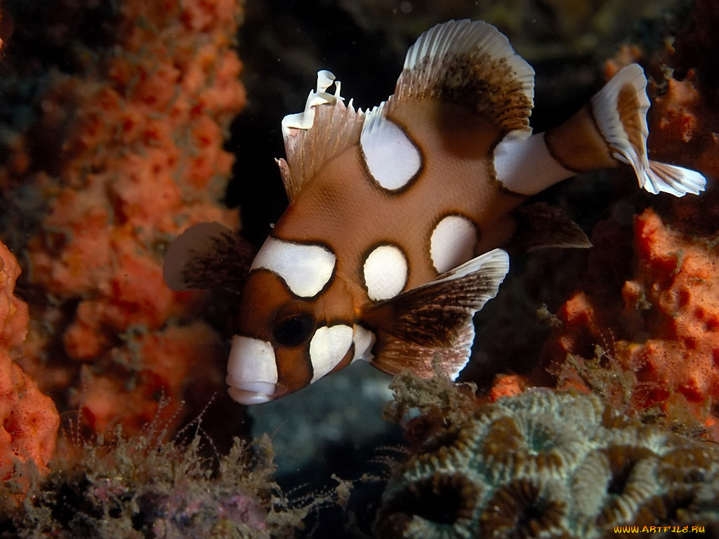 juvenile, spotted, sweetlip, животные, рыбы