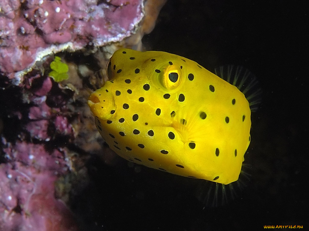 juvenile, yellow, boxfish, животные, рыбы