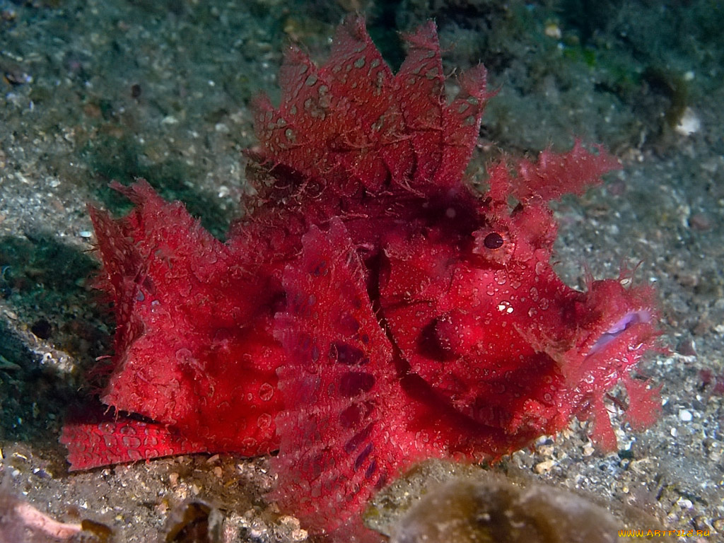 rhinopia, животные, рыбы