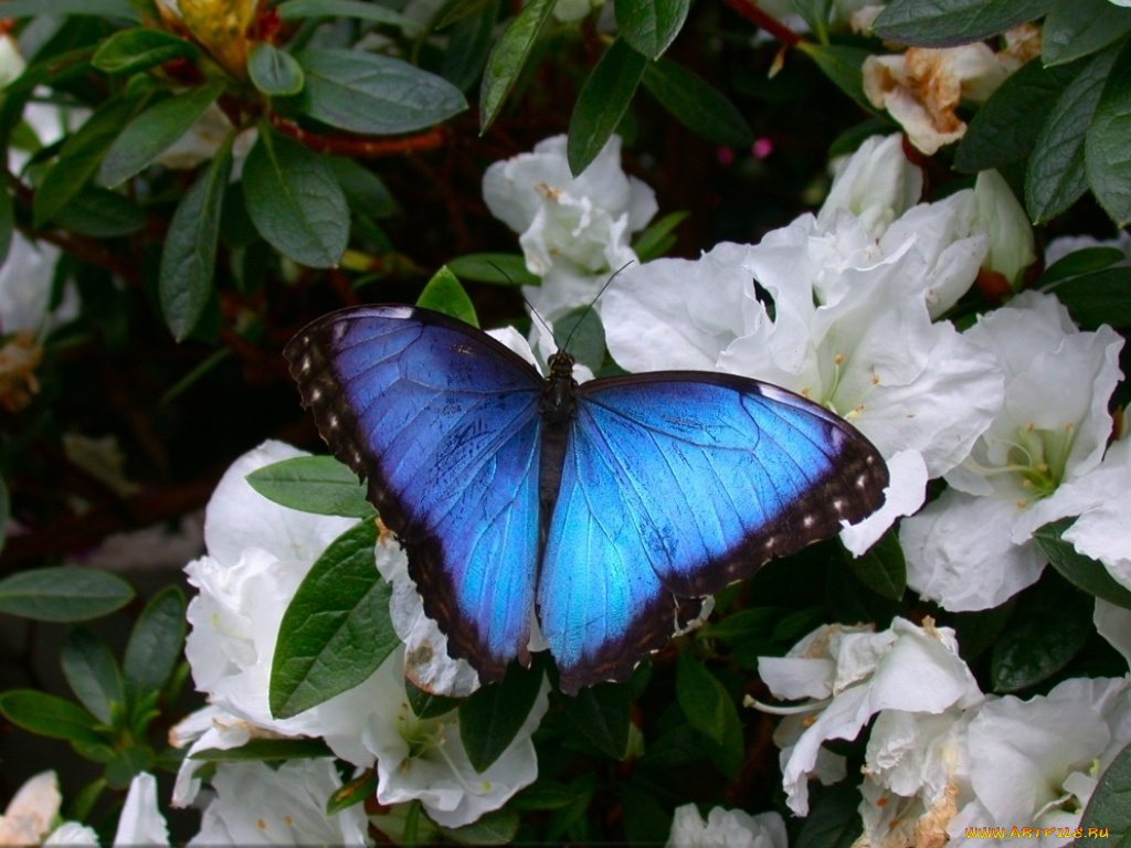 животные, бабочки