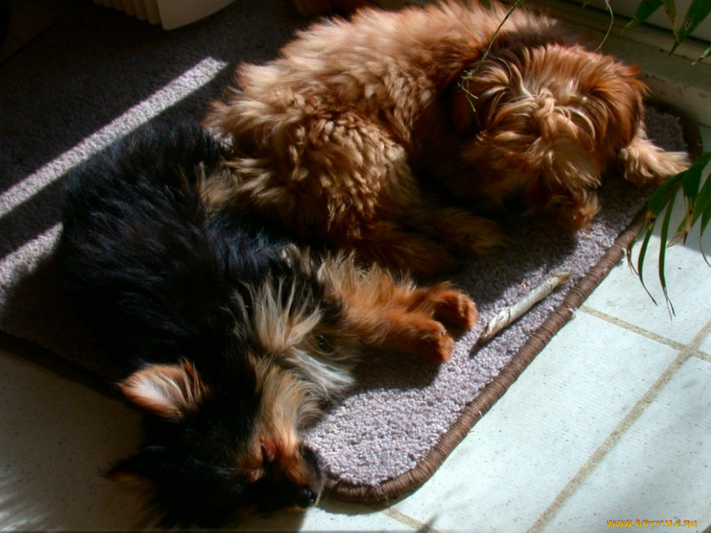 животные, собаки