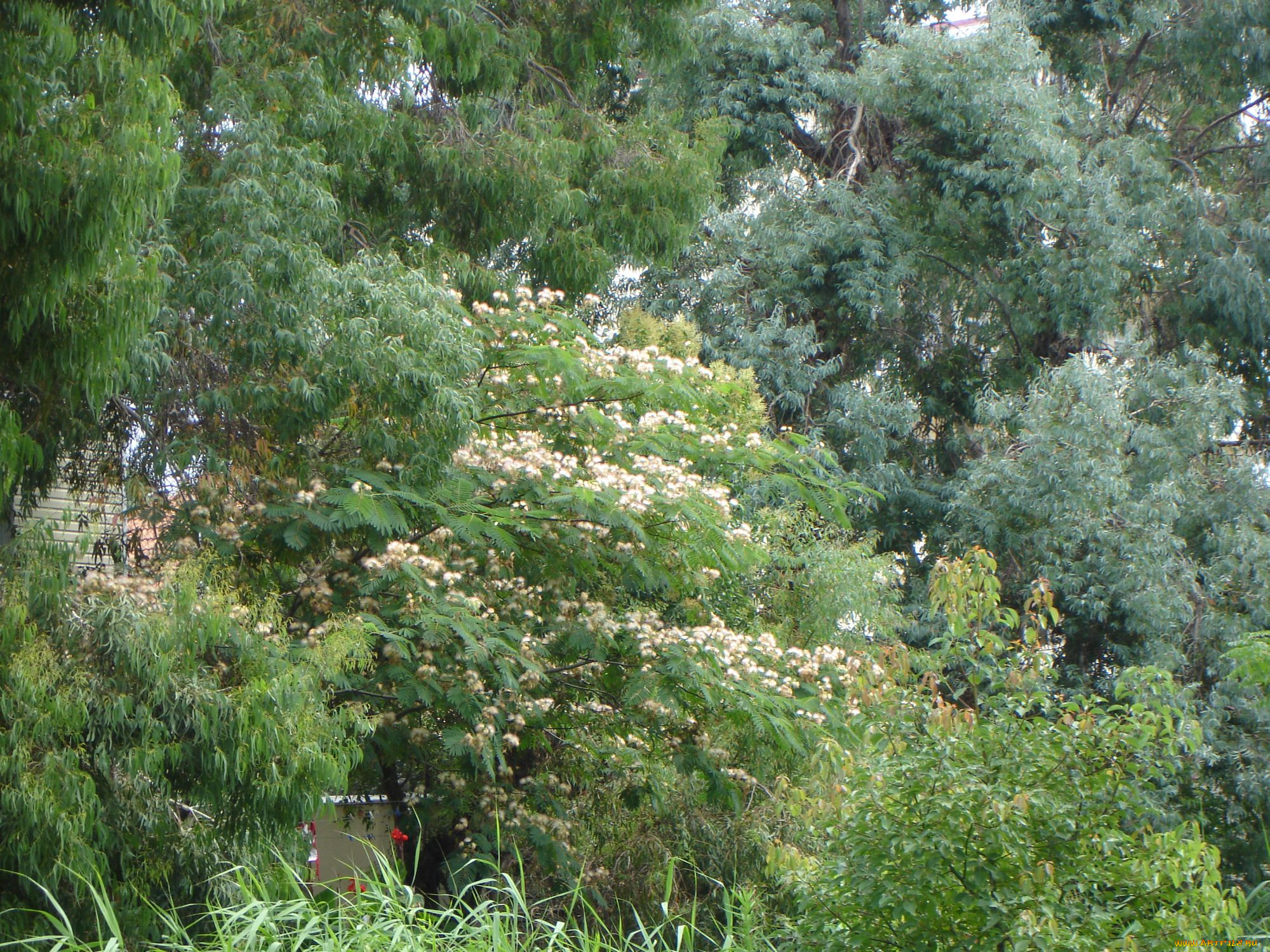 Японская, акация, природа