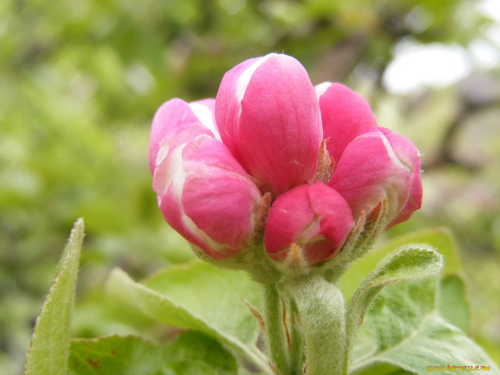 цветы, цветущие, деревья, кустарники