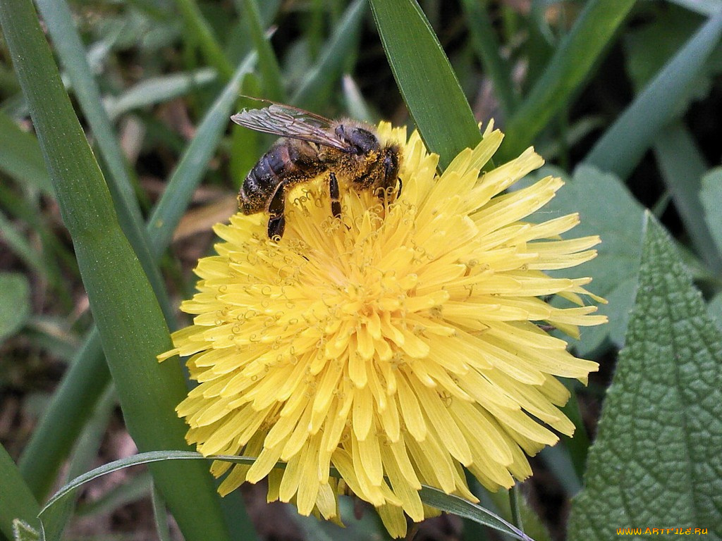 цветы, одуванчики