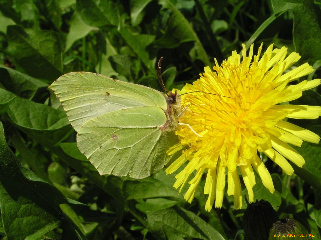 животные, бабочки