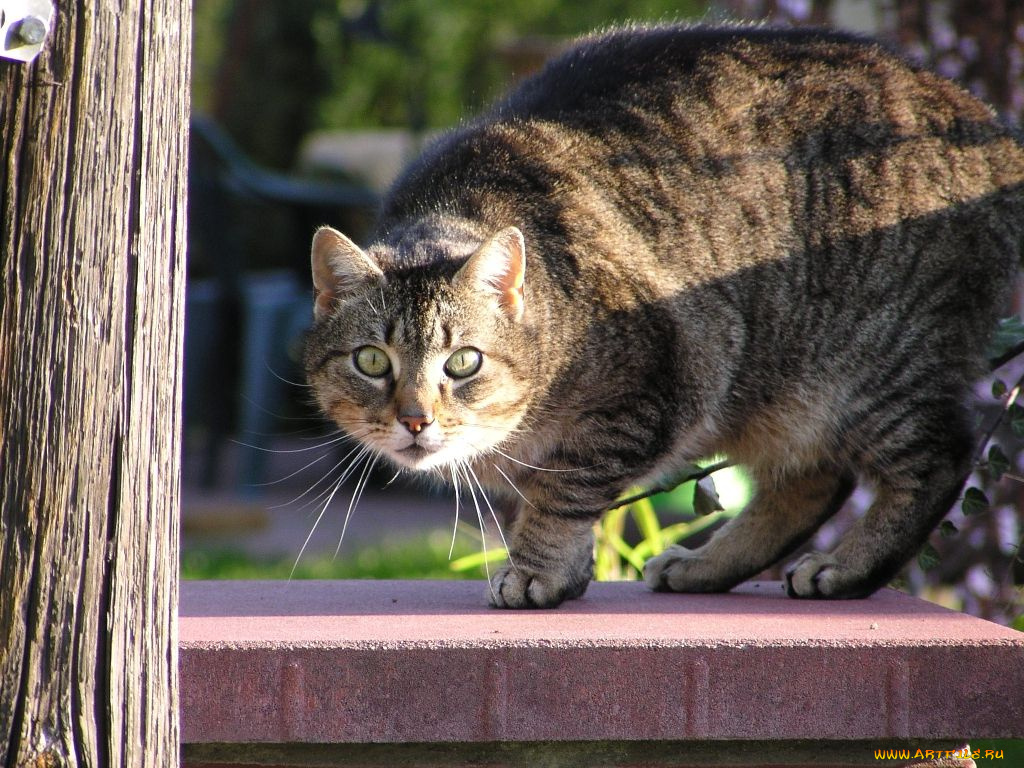 животные, коты