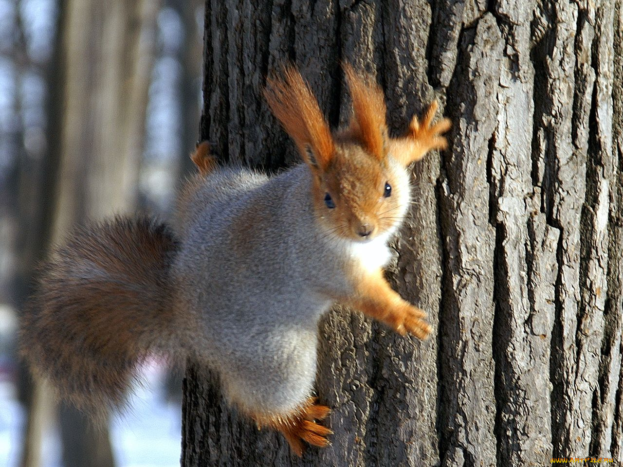 животные, белки