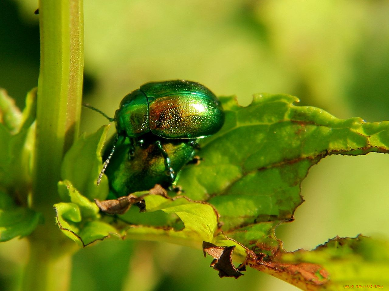 животные, насекомые