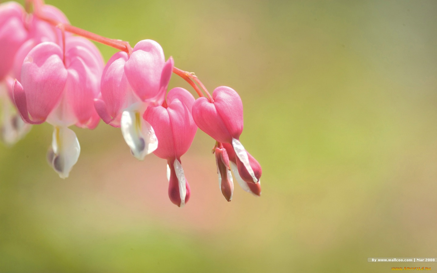 цветы, дицентра, разбитое, сердце